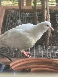 Found/Stray Unknown Bird last seen Ethan Way, Sacramento, CA 95825
