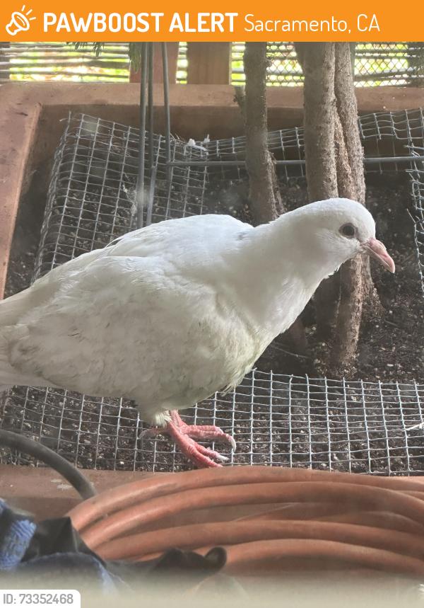 Found/Stray Unknown Bird last seen Ethan Way, Sacramento, CA 95825