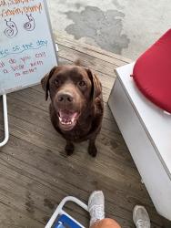 Reunited Male Dog last seen Roton Point, Norwalk, CT 06853