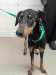 Shelter Stray Female Dog last seen BUD BENDER PARK, 333 Chandler Pl, San Bernardino, CA 92408, USA