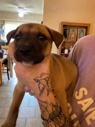 Shelter Stray Male Dog last seen Near BLK E PLEASANT ST LONG BEACH CA 90805, 7700 E Spring St, Long Beach, CA 90815, USA