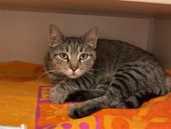Shelter Stray Female Cat last seen Near BLOCK DENVER RD, DENVER CO 80219, 1241 W Bayaud Ave, Denver, CO 80223, USA