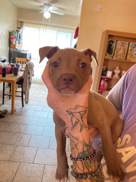Shelter Stray Female Dog last seen Near BLK E PLEASANT ST LONG BEACH CA 90805, 7700 E Spring St, Long Beach, CA 90815, USA