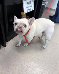 Shelter Stray Female Dog last seen Near BLOCK ATLANTIC AVE, LONG BEACH, CA 90805, 7700 E Spring St, Long Beach, CA 90815, USA