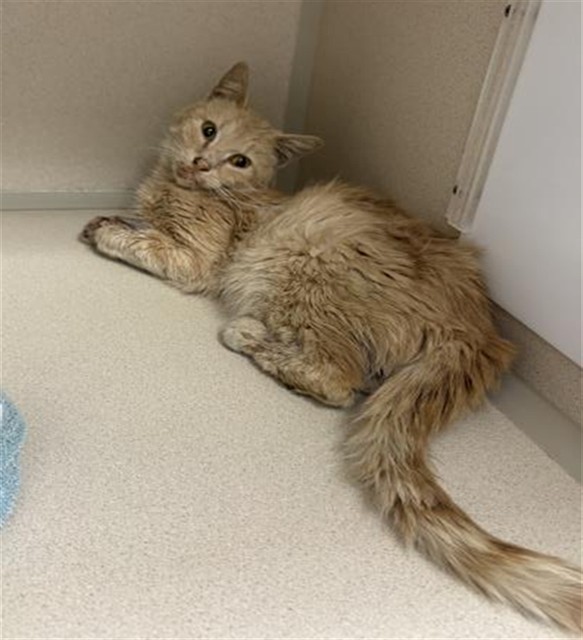 Shelter Stray Male Cat last seen SHRINE RD & INDEPENDENCE DR, LARKSPUR, 4556 Castleton Ct, Castle Rock, CO 80109, USA