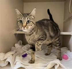 Shelter Stray Female Cat last seen Near BLOCK S NAVAJO ST, DENVER CO 80223, 1241 W Bayaud Ave, Denver, CO 80223, USA