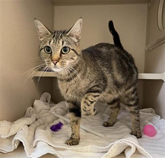 Shelter Stray Female Cat last seen Near BLOCK S NAVAJO ST, DENVER CO 80223, 1241 W Bayaud Ave, Denver, CO 80223, USA