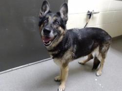 Shelter Stray Female Dog last seen Near BLOCK W KENTUCKY AVE, DENVER CO 80219, 1241 W Bayaud Ave, Denver, CO 80223, USA