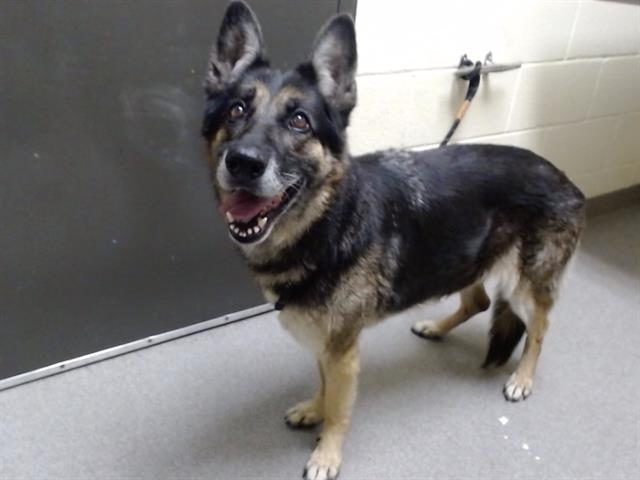 Shelter Stray Female Dog last seen Near BLOCK W KENTUCKY AVE, DENVER CO 80219, 1241 W Bayaud Ave, Denver, CO 80223, USA