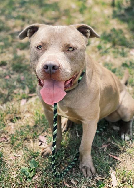 Shelter Stray Male Dog last seen , 3201 Lacy St, Los Angeles, CA 90031, USA