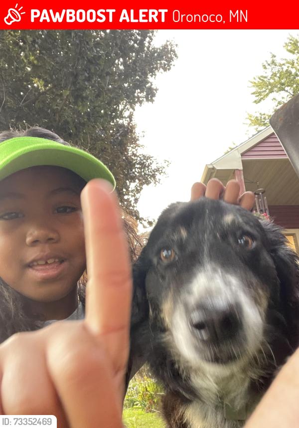 Lost Male Dog last seen Near ave oronoco mn, Oronoco, MN 55960