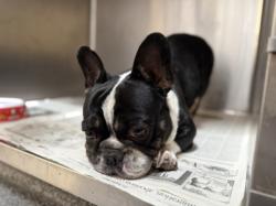Shelter Stray Male Dog last seen , 3201 Lacy St, Los Angeles, CA 90031, USA