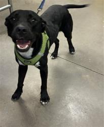 Shelter Stray Male Dog last seen 35TH AVE AND GLENDALE AVE, 2500 S 27th Ave, Phoenix, AZ 85009, USA