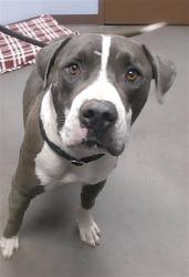 Shelter Stray Male Dog last seen OLD US HIGHWAY 80 AND AGUA CALIENTE RD, 2500 S 27th Ave, Phoenix, AZ 85009, USA