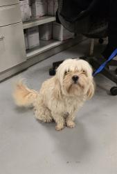 Shelter Stray Male Dog last seen SILVER DROP LN /COVE ST, HEMET, CA, 92545, 581 S Grand Ave, San Jacinto, CA 92582, USA