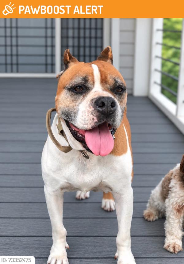 Found/Stray Male Dog last seen E Darleen drive and trails end, Trails End At Lake Travis, TX 78641