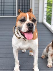Found/Stray Male Dog last seen E Darleen drive and trails end, Trails End At Lake Travis, TX 78641