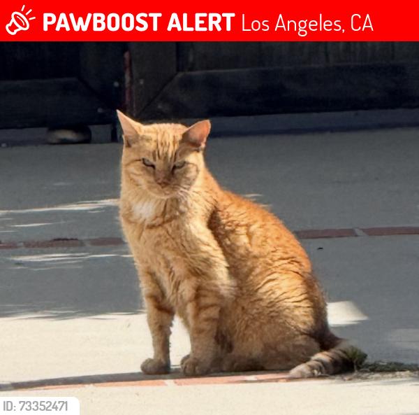 Lost Female Cat last seen National and Butler, Los Angeles, CA 90064