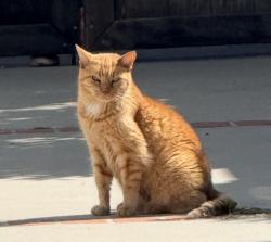 Lost Female Cat last seen National and Butler, Los Angeles, CA 90064