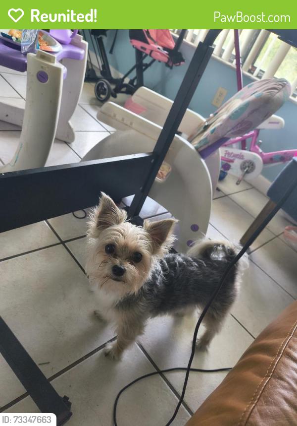 Reunited Male Dog last seen Griffin road, Fort Lauderdale, FL 33312
