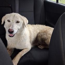 Found/Stray Female Dog last seen Rancho and o8, Palmdale, CA 93551