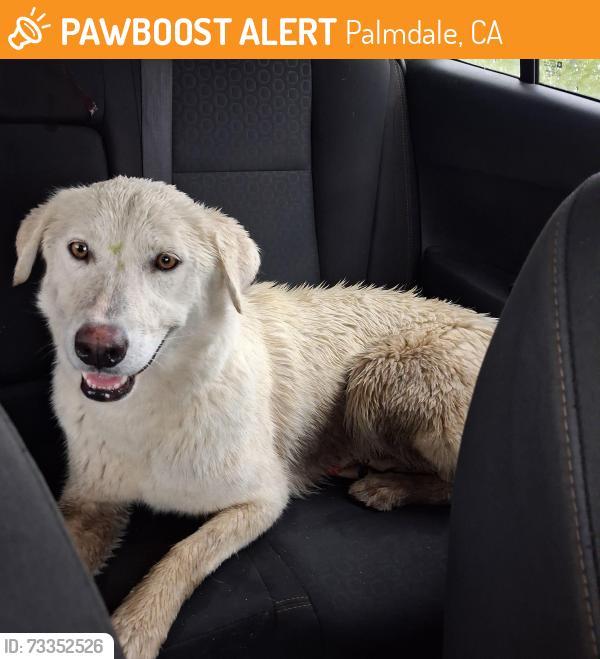 Found/Stray Female Dog last seen Rancho and o8, Palmdale, CA 93551