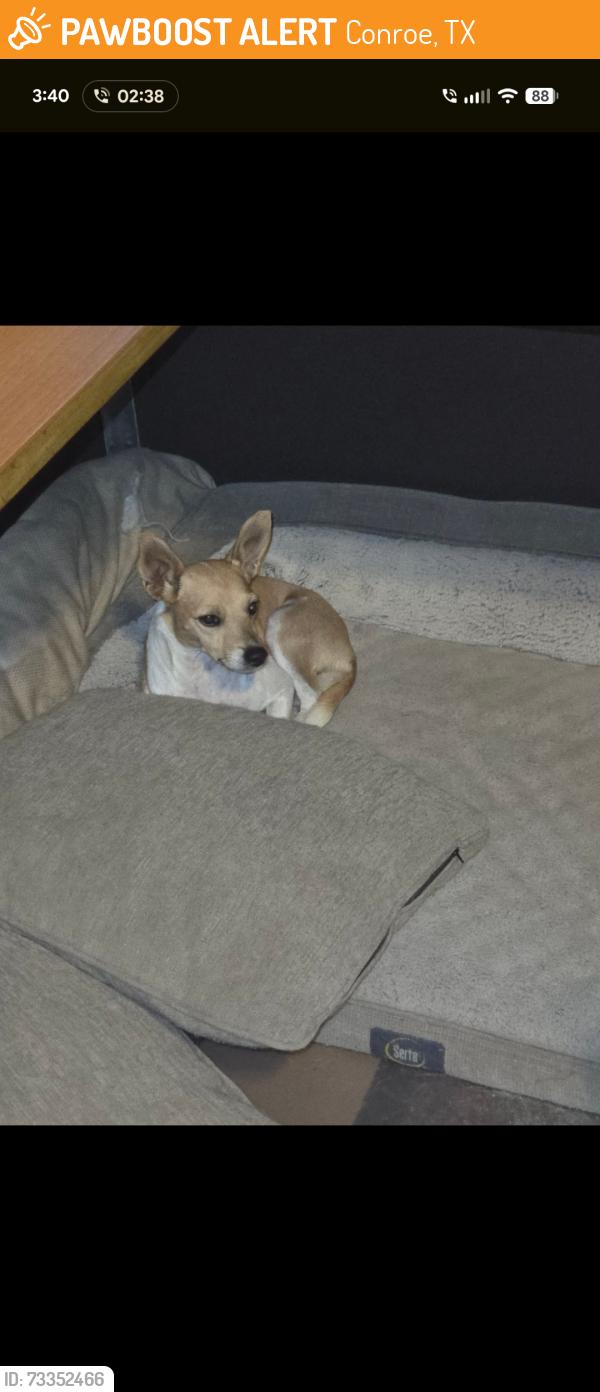 Found/Stray Female Dog last seen Crockett Martin & Ryan Guinn Way, Conroe, TX 77303