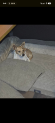 Found/Stray Female Dog last seen Crockett Martin & Ryan Guinn Way, Conroe, TX 77303