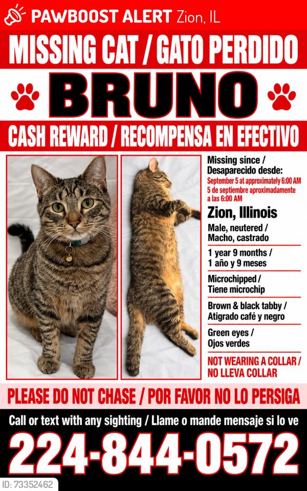 Lost Male Cat last seen Jethro Ave & 24th St, Zion, IL, Zion, IL 60099