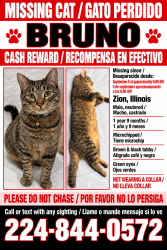 Lost Male Cat last seen Jethro Ave & 24th St, Zion, IL, Zion, IL 60099