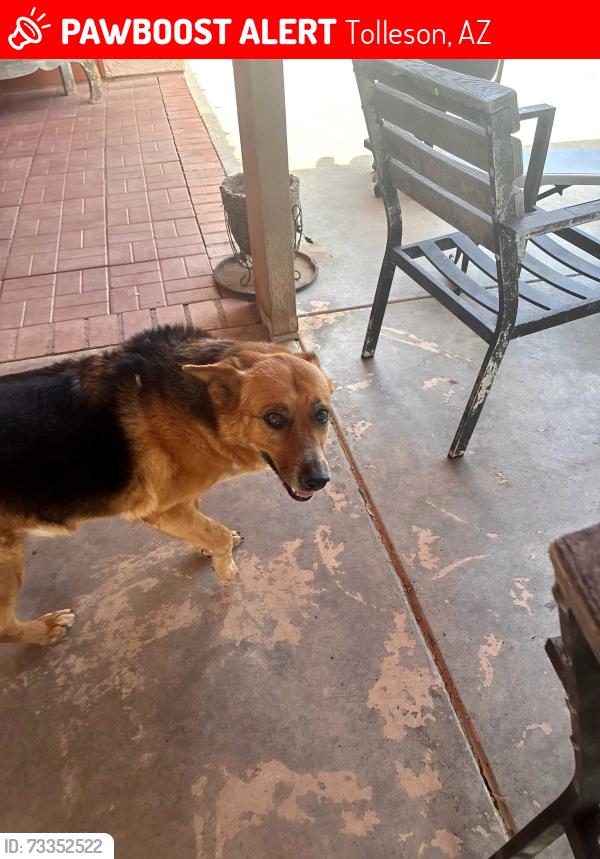 Lost Female Dog last seen 83rd ave and Van Buren, Tolleson, AZ 85353