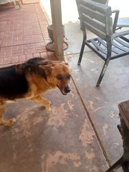 Lost Female Dog last seen 83rd ave and Van Buren, Tolleson, AZ 85353