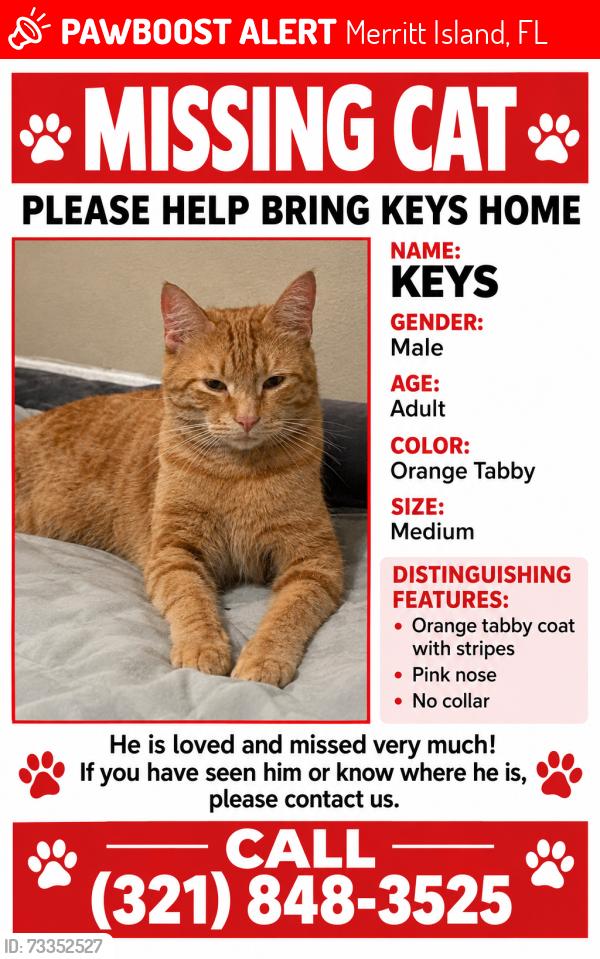 Lost Male Cat last seen Palmetto ave, Merritt Island, FL 32953