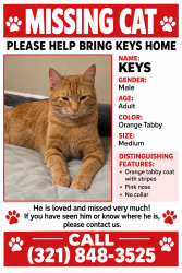 Lost Male Cat last seen Palmetto ave, Merritt Island, FL 32953