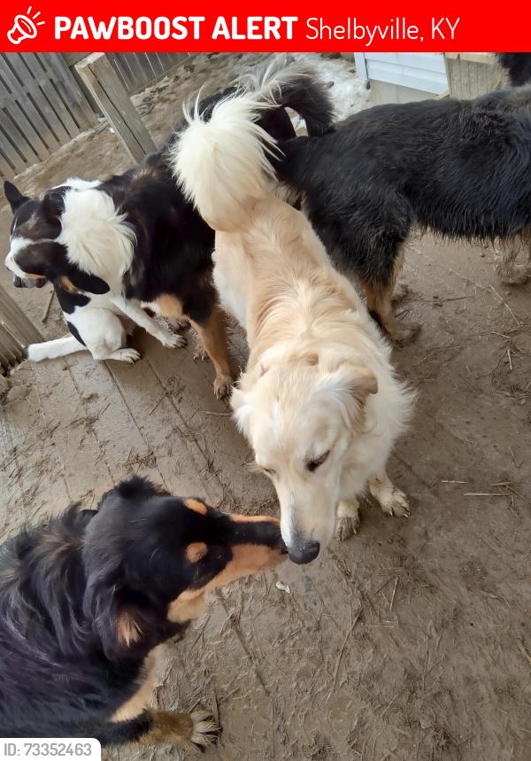 Lost Male Dog last seen Mareli Rd and Bell Ln, Shelbyville, KY 40065