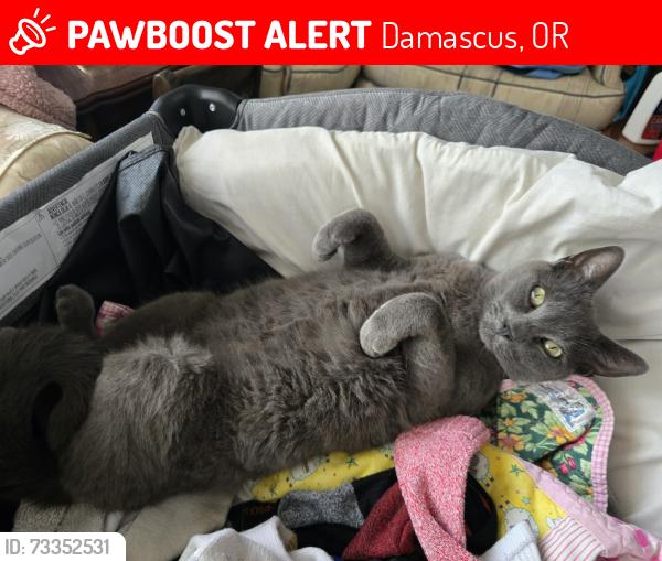Lost Male Cat last seen Hoffmeister ct, Damascus, OR 97089