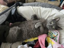 Lost Male Cat last seen Hoffmeister ct, Damascus, OR 97089