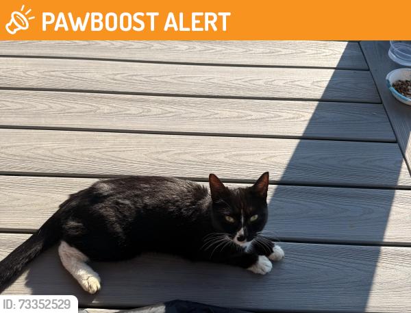 Found/Stray Female Cat last seen Cox road and route 245, North Lewisburg, OH 43060