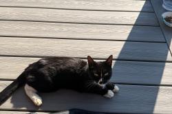 Found/Stray Female Cat last seen Cox road and route 245, North Lewisburg, OH 43060