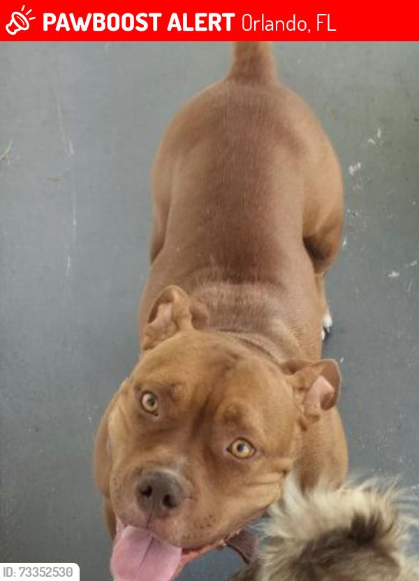 Lost Female Dog last seen Near Langford way and golden rd, Orlando, FL 32822