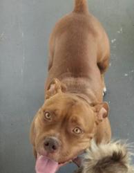 Lost Female Dog last seen Near Langford way and golden rd, Orlando, FL 32822