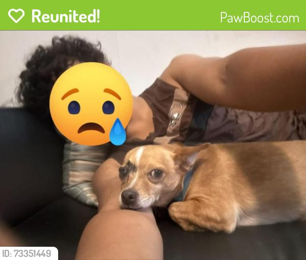 Reunited Male Dog last seen Near N 13th St, Tampa, FL 33604