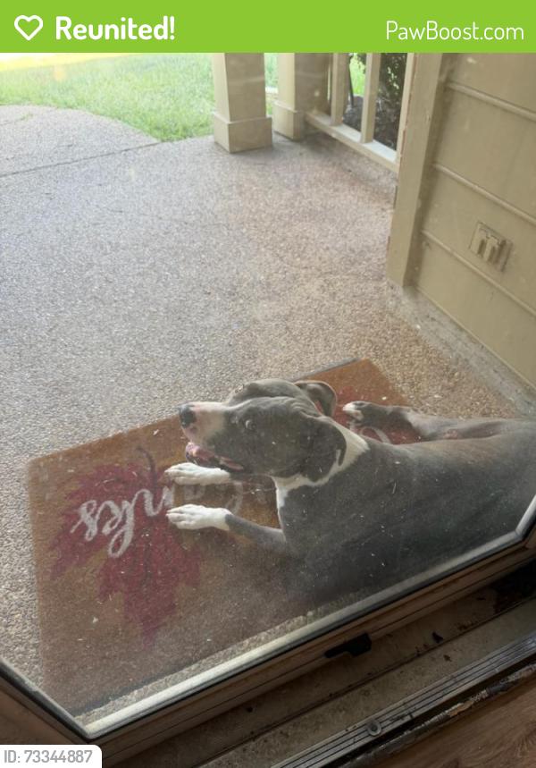Reunited Female Dog last seen Timbercreek, Memphis, TN 38018