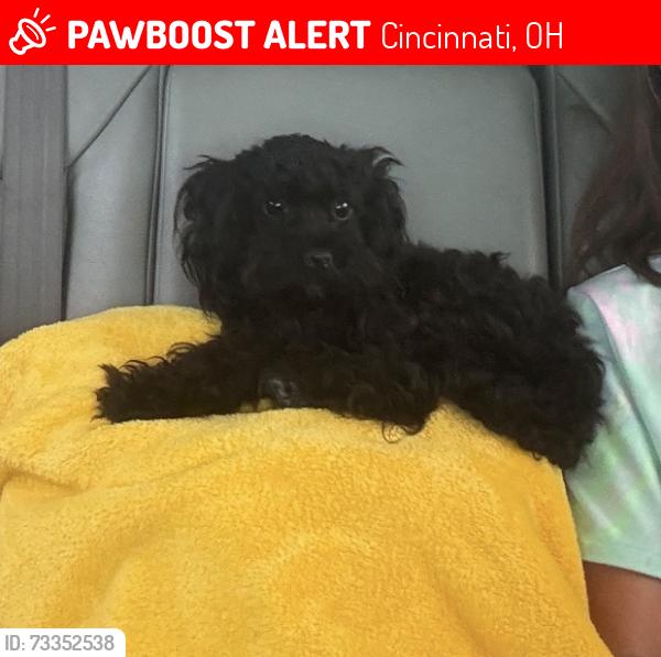 Lost Male Dog last seen Vine and de camp, Cincinnati, OH 45216