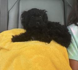 Lost Male Dog last seen Vine and de camp, Cincinnati, OH 45216