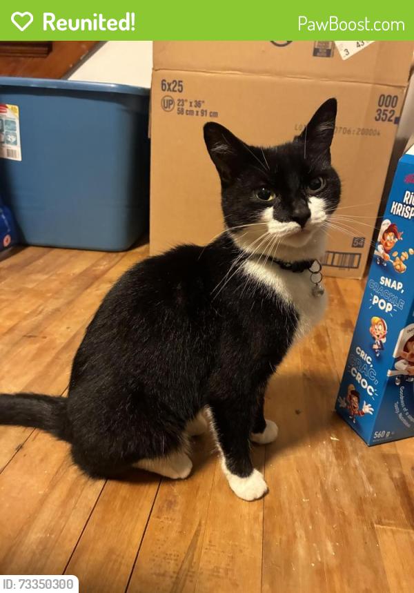 Reunited Unknown Cat last seen Richmond St by Irving Shipyard, Halifax, NS B3K 3H3