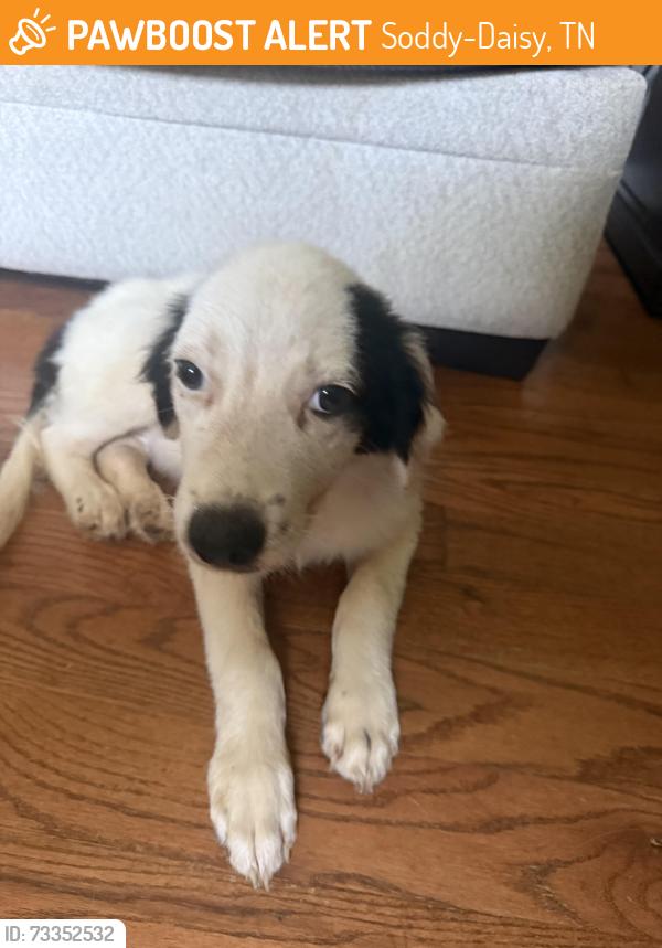 Found/Stray Male Dog last seen Charlie’s lounge in road, Soddy-Daisy, TN 37379