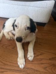 Found/Stray Male Dog last seen Charlie’s lounge in road, Soddy-Daisy, TN 37379