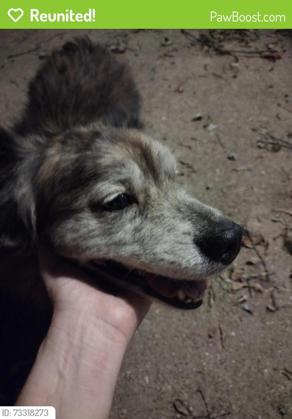Reunited Unknown Dog last seen Colonial Middle School, Memphis, TN 38117