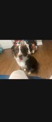 Reunited Female Dog last seen Columbia rd, Martinez, GA 30907